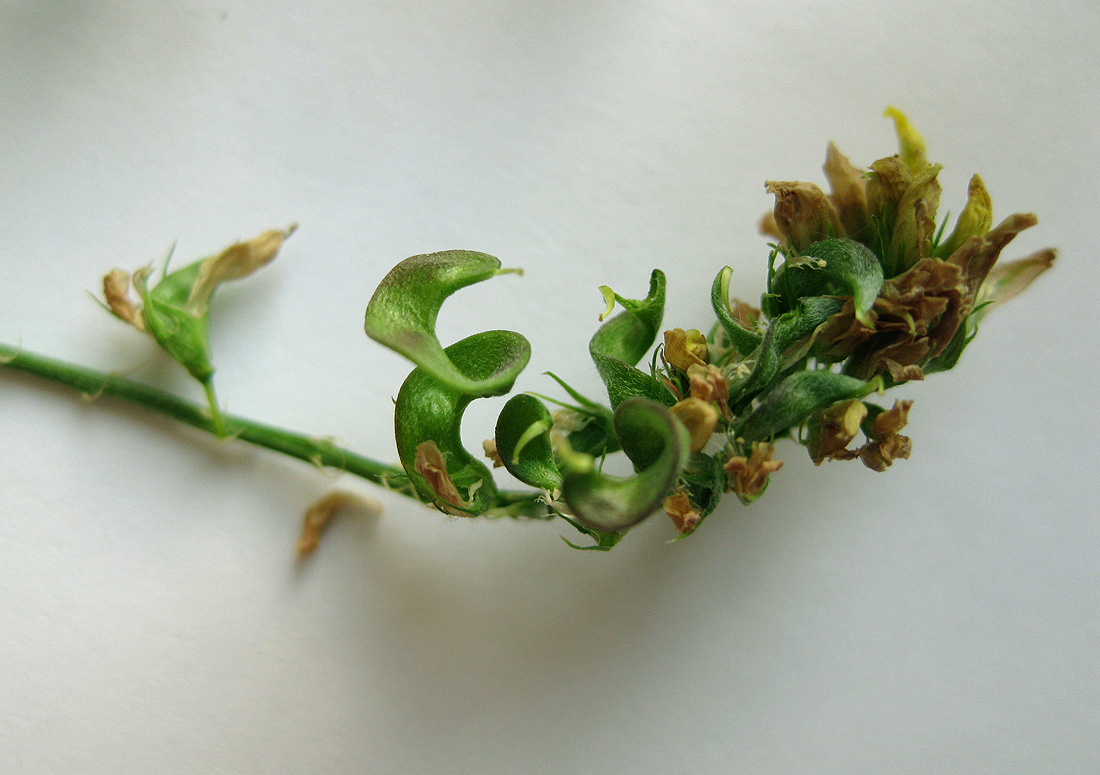 Image of Medicago × varia specimen.