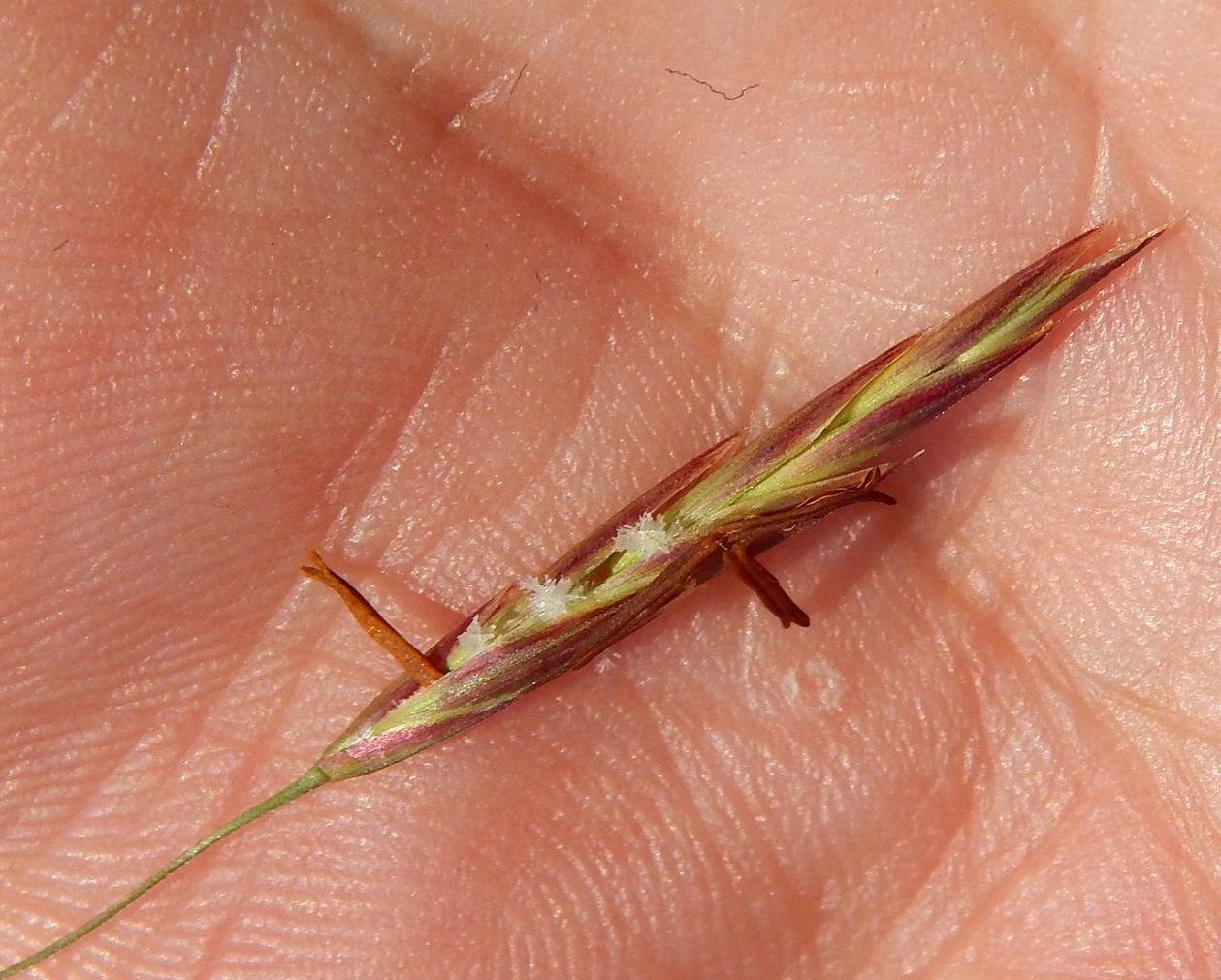 Image of Bromopsis inermis specimen.