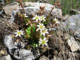 Rosularia alpestris. Цветущие растения на каменистом склоне. Казахстан, Туркестанская обл., Толебийский р-н, территория Сайрам-Угамского национального парка; Угамский хребет, ≈ 2300 м н.у.м., верховья р. Сайрам-Су. 05.07.2019.