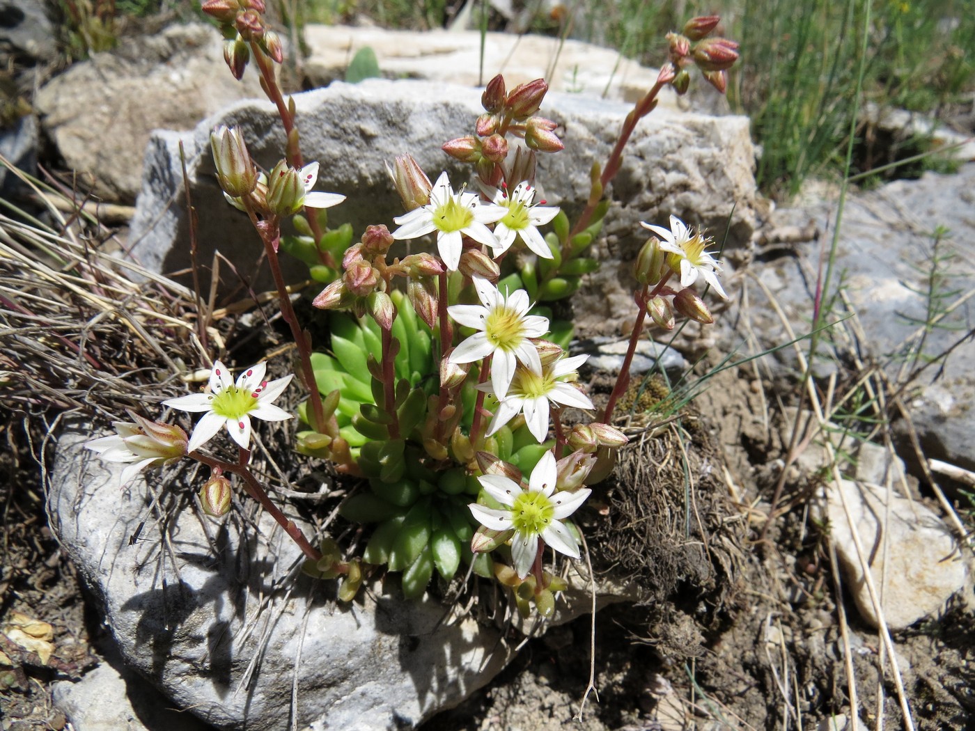 Изображение особи Rosularia alpestris.