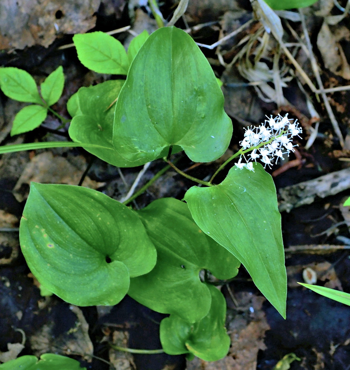 Изображение особи Maianthemum intermedium.