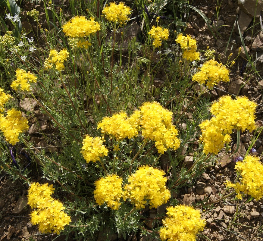 Image of Hypericum scabrum specimen.