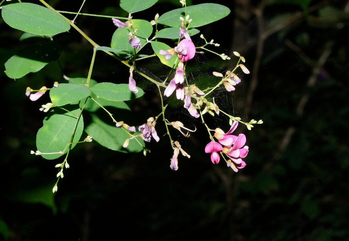 Image of Lespedeza bicolor specimen.