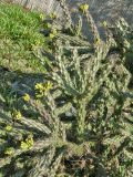Cylindropuntia imbricata. Верхушка плодоносящего растения. Чехия, г. Прага, ботсад, в культуре. 22.04.2008.