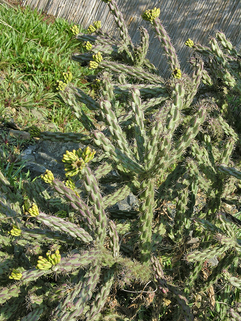 Image of Cylindropuntia imbricata specimen.