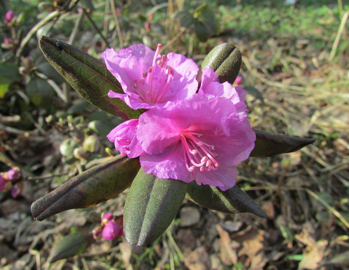 Image of Rhododendron sichotense specimen.