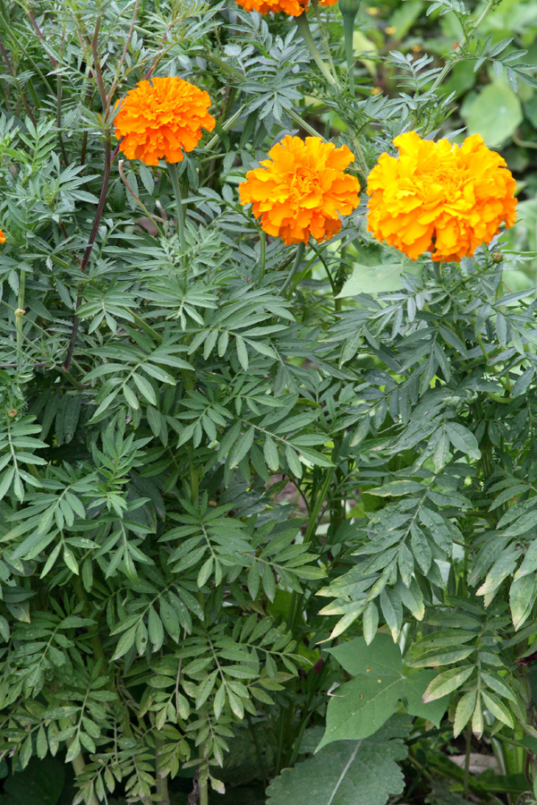 Изображение особи Tagetes erecta.