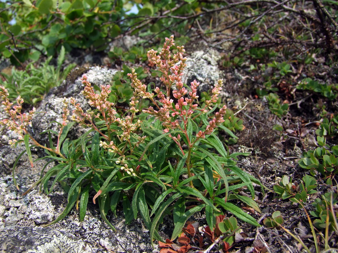 Изображение особи Aconogonon ocreatum var. laxmannii.