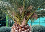 Phoenix canariensis. Цветущее растение. Азербайджан, г. Баку, Приморский бульвар, в озеленении. 4 декабря 2019 г.