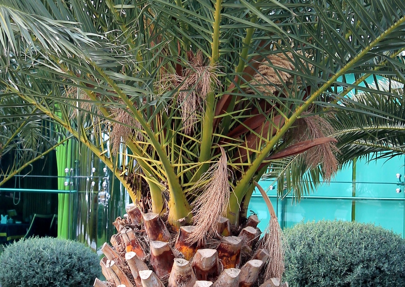 Изображение особи Phoenix canariensis.