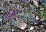 Oxytropis pumila