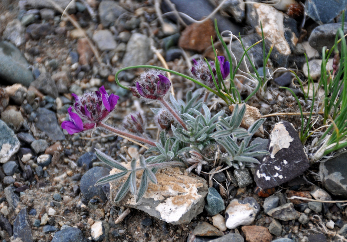 Изображение особи Oxytropis pumila.