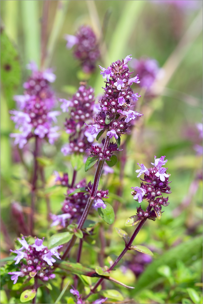 Изображение особи Thymus ovatus.