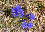 Gentiana grandiflora. Цветущее растение. Алтай, Кош-Агачский р-н, долина р. Аккаллу-Озек, ≈ 2500 м н.у.м., горная тундра. 17.06.2019.