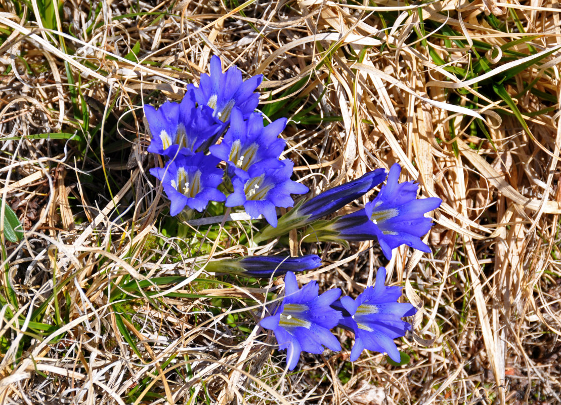 Изображение особи Gentiana grandiflora.