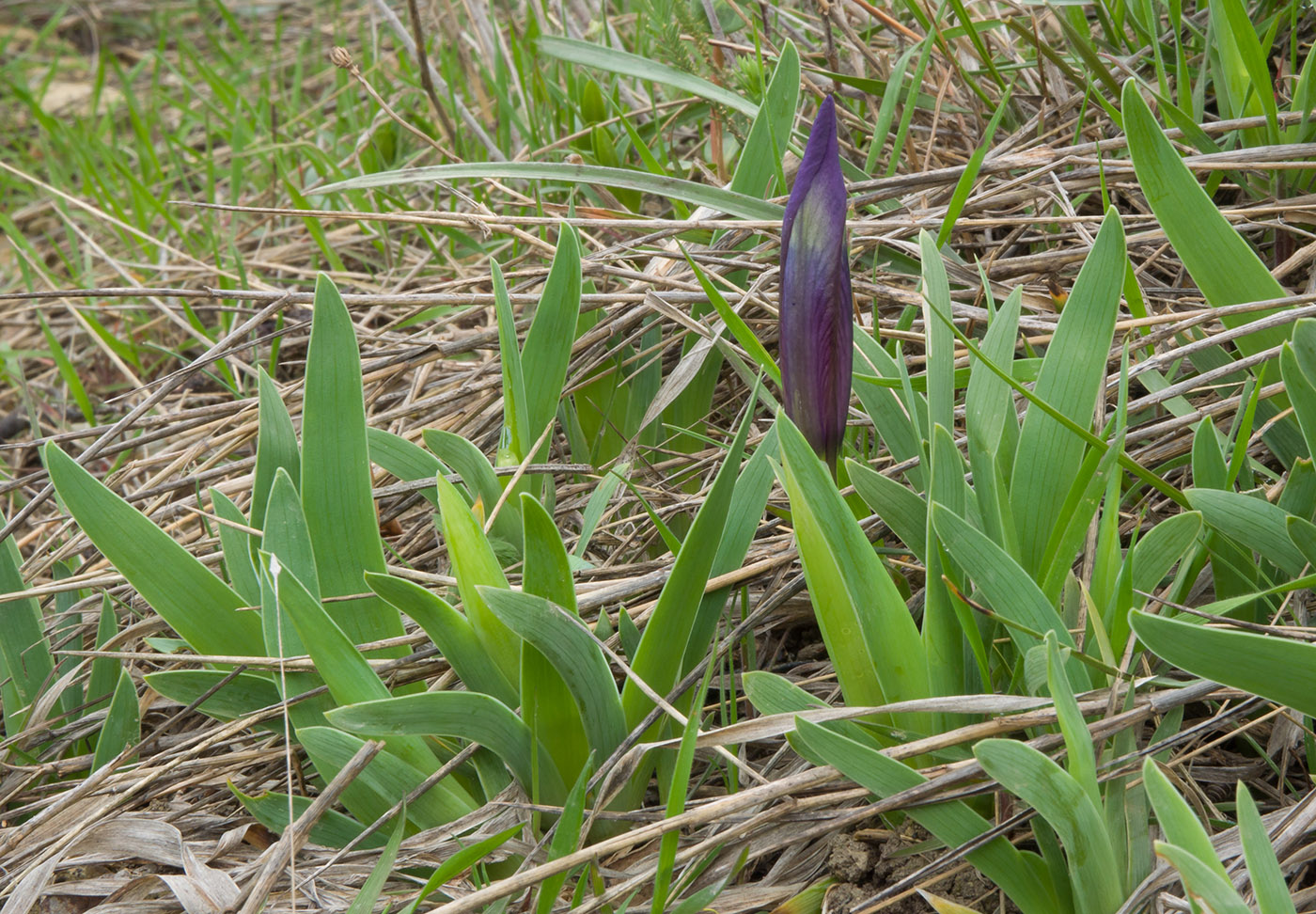 Изображение особи Iris pumila.