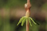 Equisetum sylvaticum