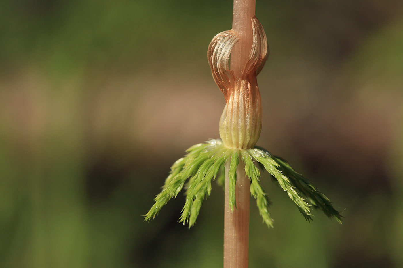 Изображение особи Equisetum sylvaticum.