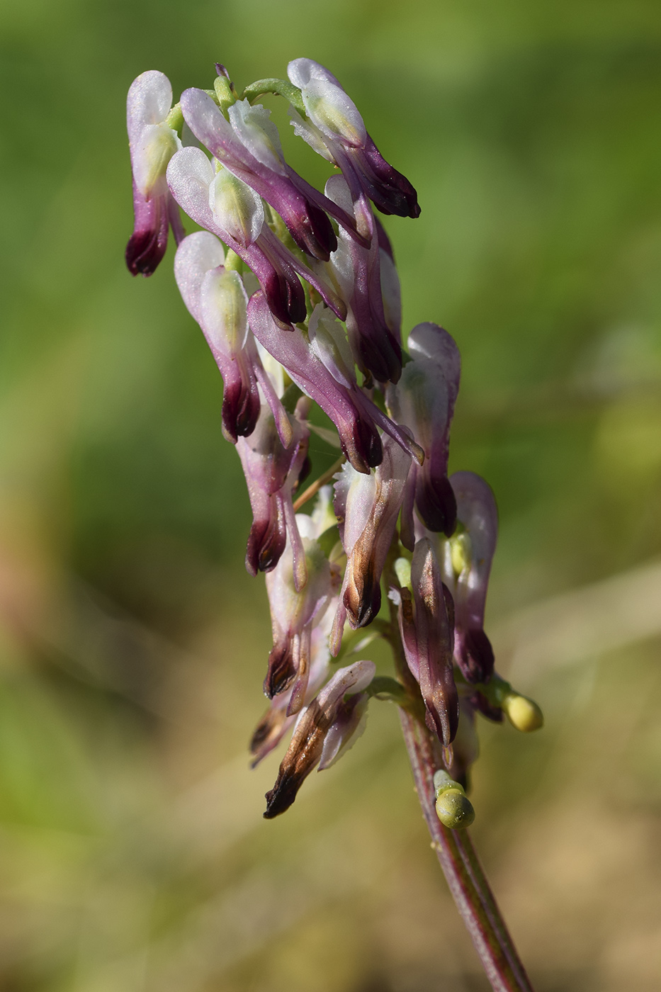 Image of Fumaria capreolata specimen.