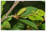Betula humilis. Ветвь с соцветием. Республика Татарстан, Агрызский р-н. 23.06.2010.