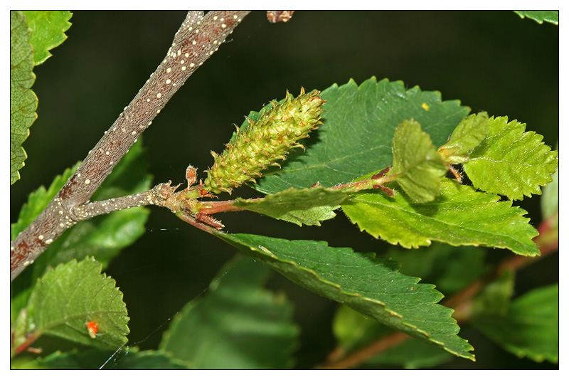 Изображение особи Betula humilis.