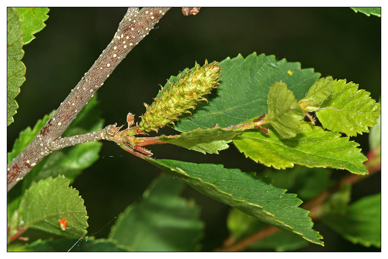 Image of Betula humilis specimen.