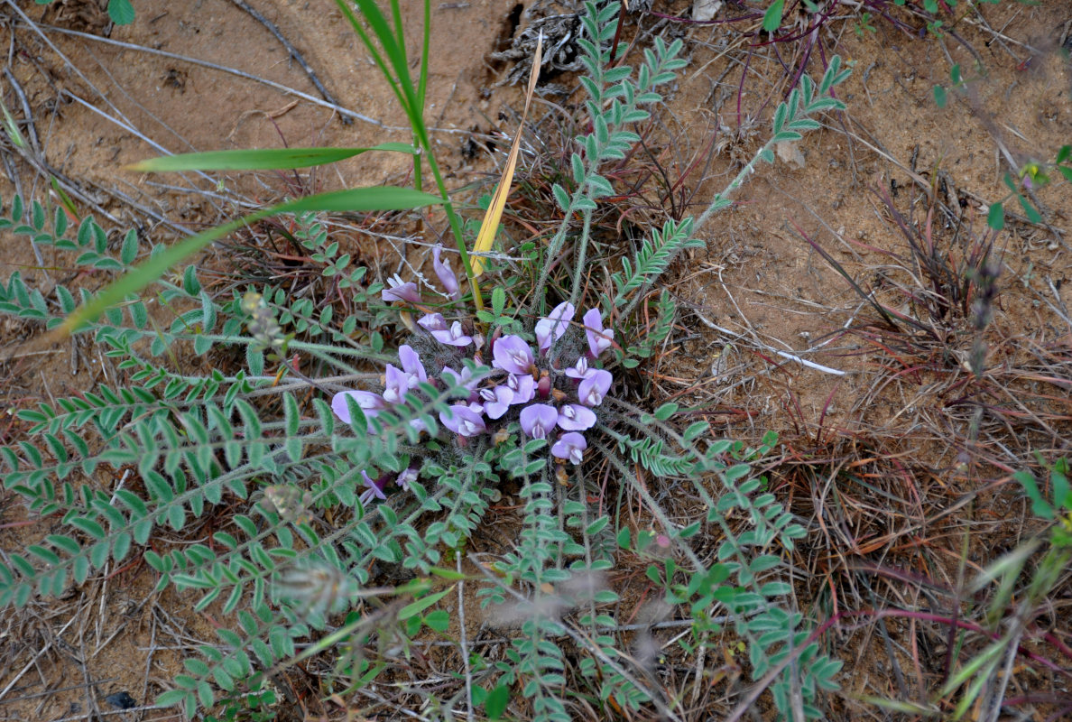 Image of Astragalus dolichophyllus specimen.