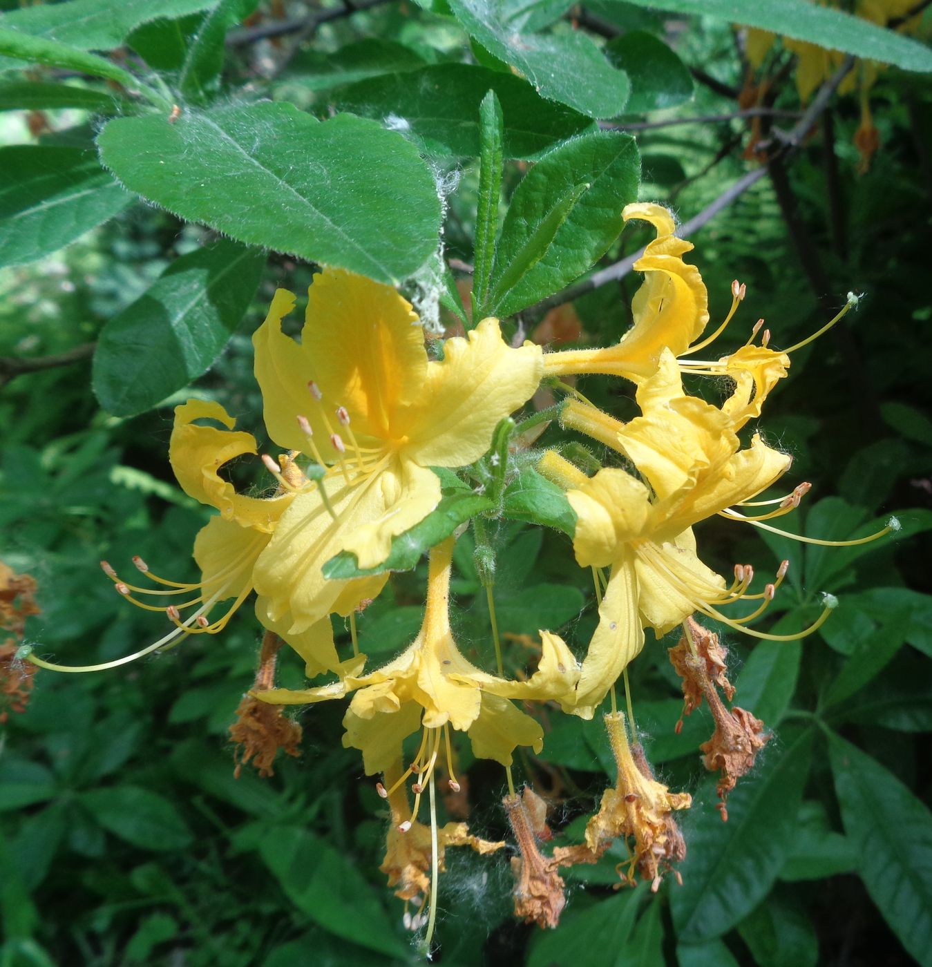 Изображение особи Rhododendron luteum.