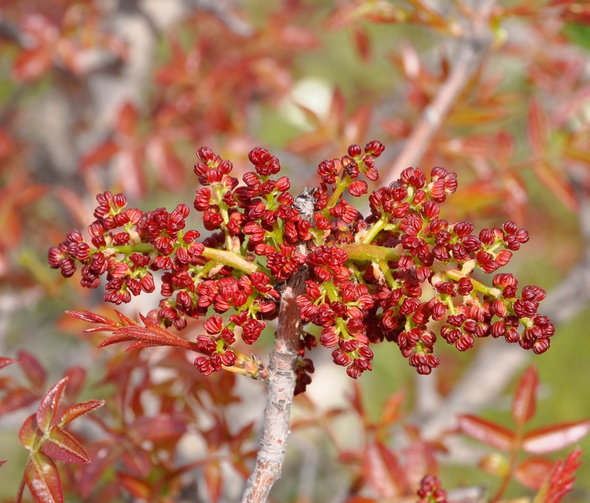 Изображение особи Pistacia terebinthus.