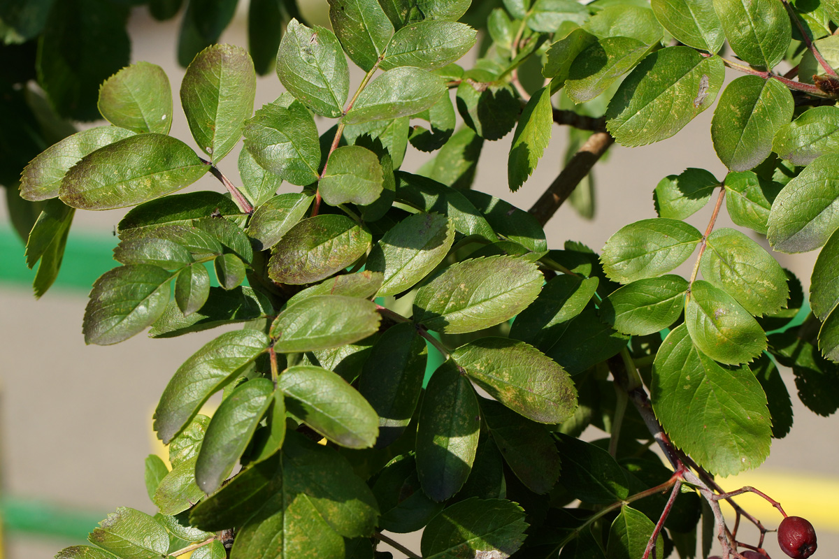 Изображение особи &times; Crataegosorbus miczurinii.