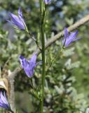 Campanula rapunculus. Средняя часть побега с пазушными соцветиями. Испания, автономное сообщество Каталония, провинция Жирона, комарка Альт Эмпорда, муниципалитет Эль-Порт-де-ла-Сельва, окр. монастыря Sant Pere de Rodes, обрывистый склон ю.в. экспозиции. 01.06.2019.