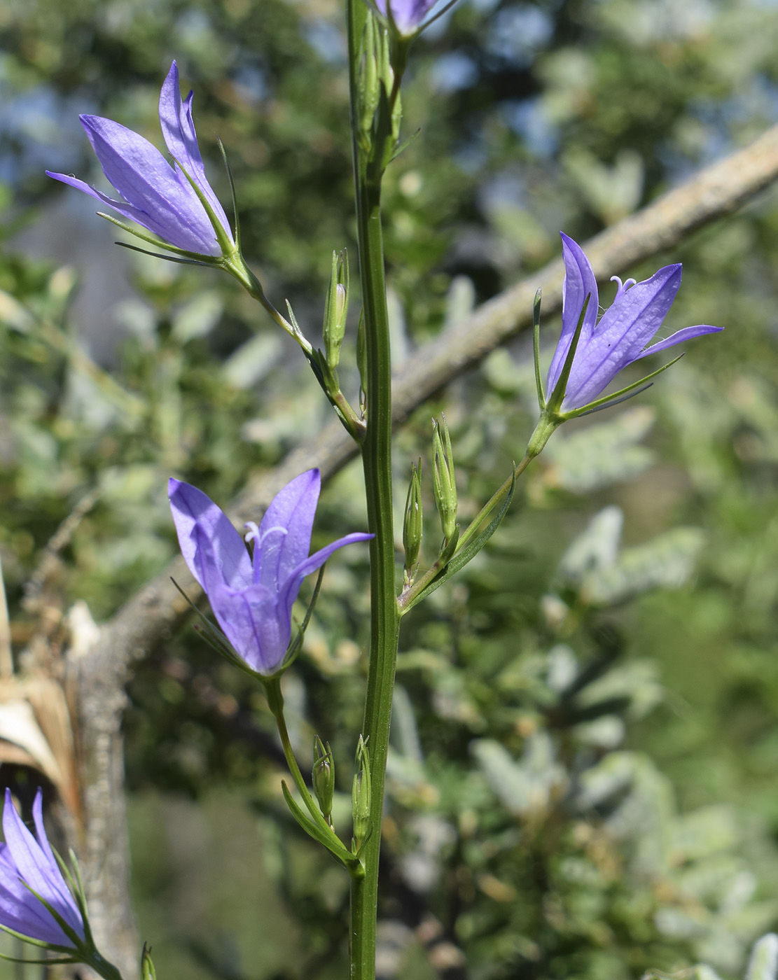 Изображение особи Campanula rapunculus.