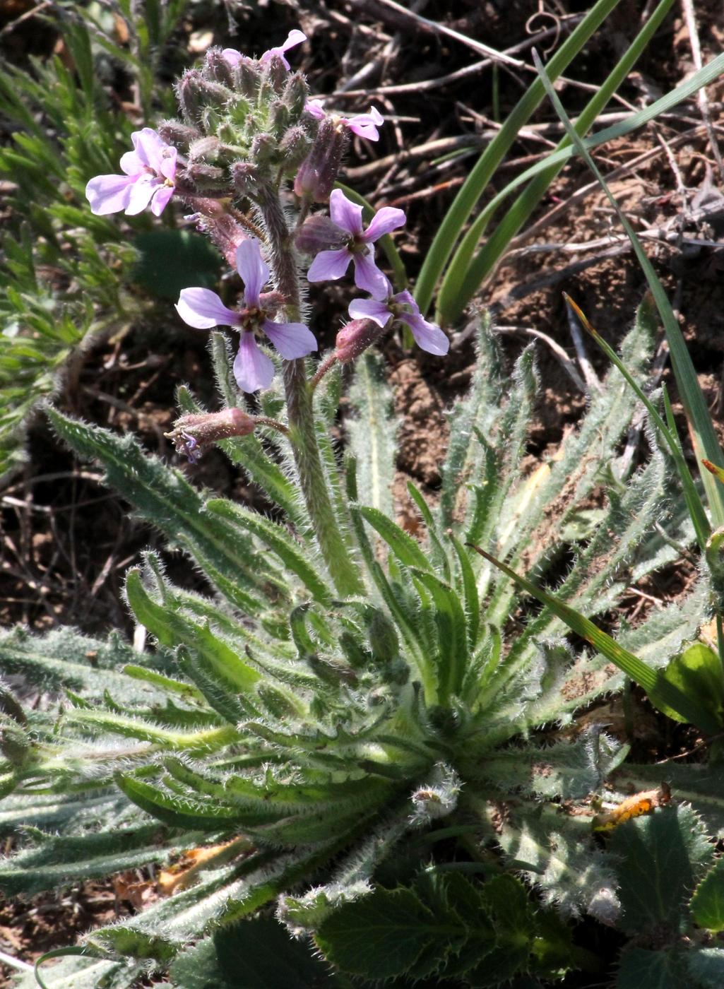 Image of Parrya khorasanica specimen.