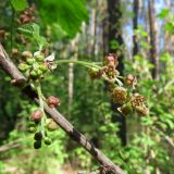 Ribes atropurpureum. Часть ветви с соцветиями. Томск, лесопарк \"Солнечная роща\", сосновые культуры. 09.05.2020.