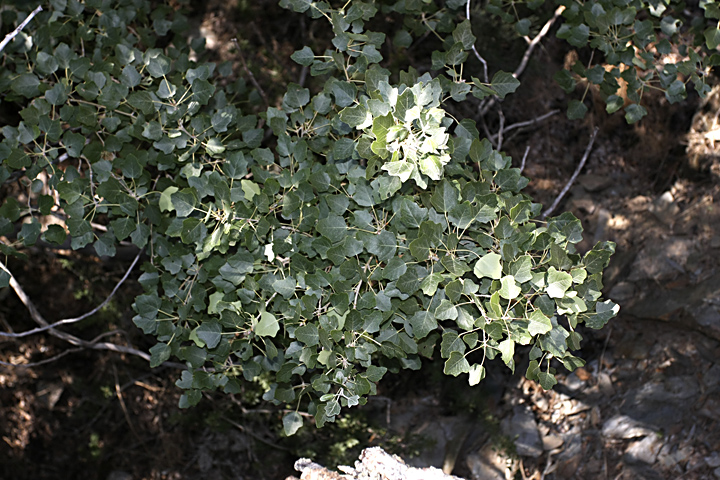 Image of Populus berkarensis specimen.