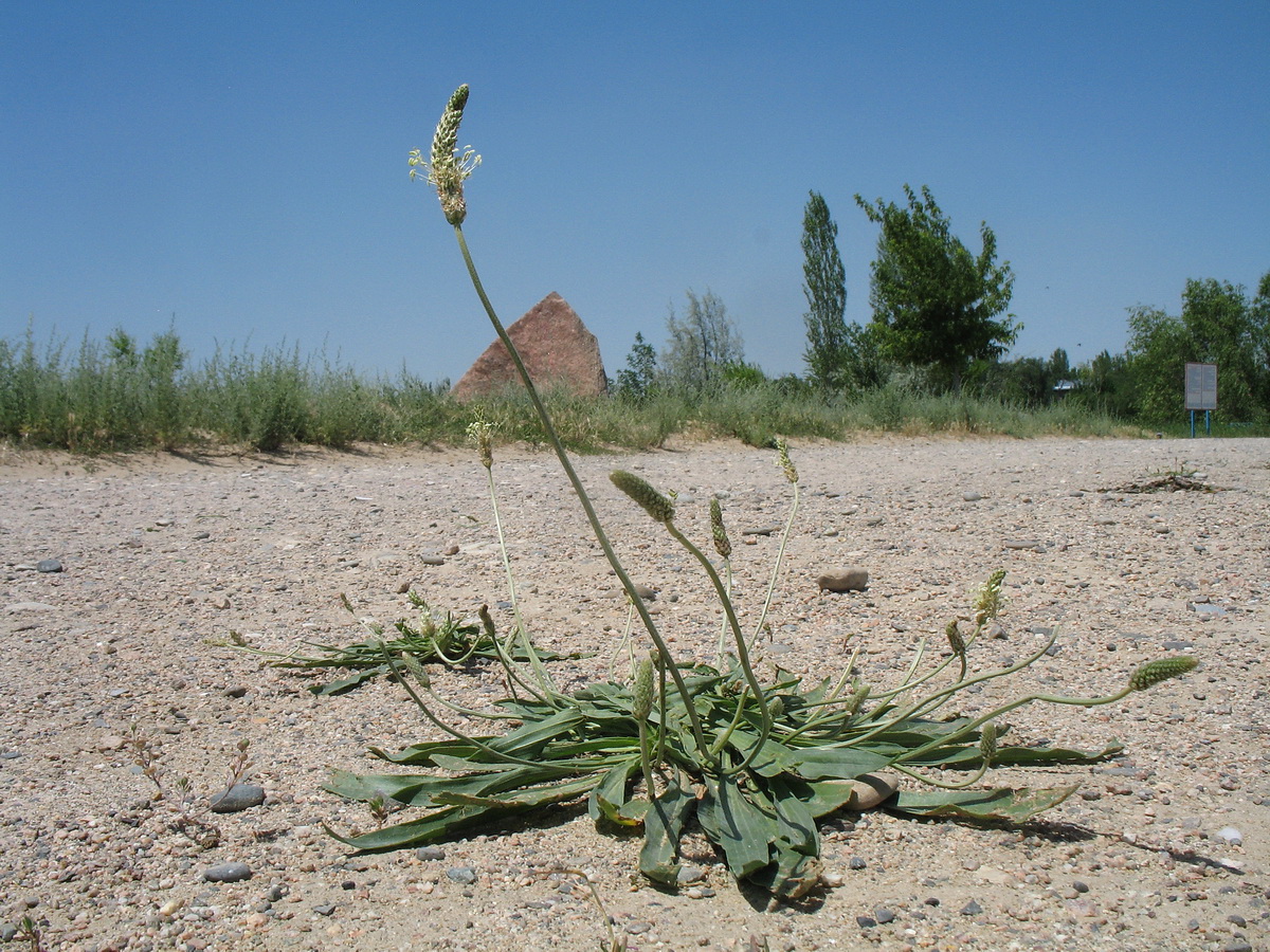 Изображение особи Plantago lanceolata.