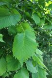 Ulmus laevis. Лист. Беларусь, г. Минск, парк \"Серебряный лог\", берег р.Свислочь. 06.06.2020.