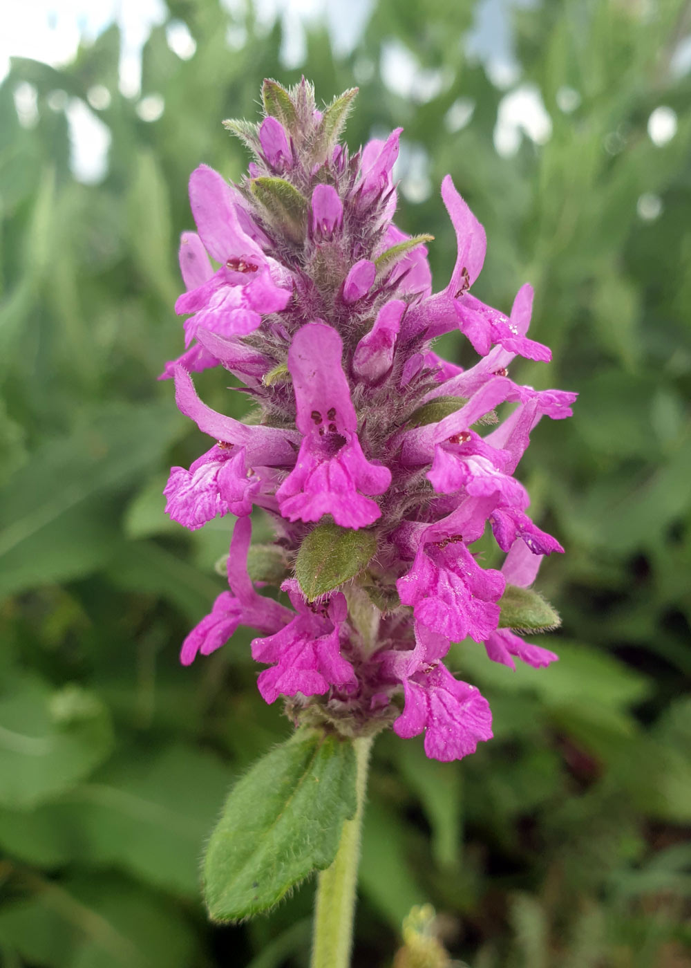 Изображение особи Betonica officinalis.