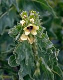 Hyoscyamus niger. Верхушка побега с цветками и завязями. Воронежская обл., Лискинский р-н, музей-заповедник \"Дивногорье\", разнотравная степь. 01.06.2019.
