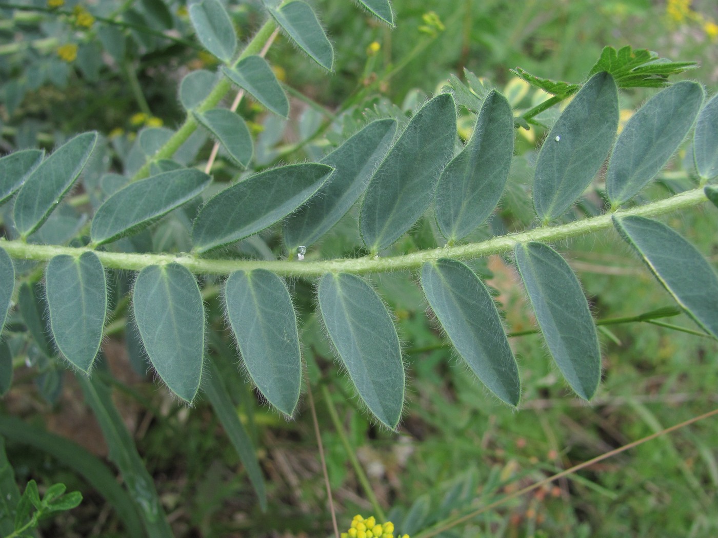 Изображение особи Astragalus polyphyllus.