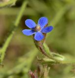 Anchusa azurea