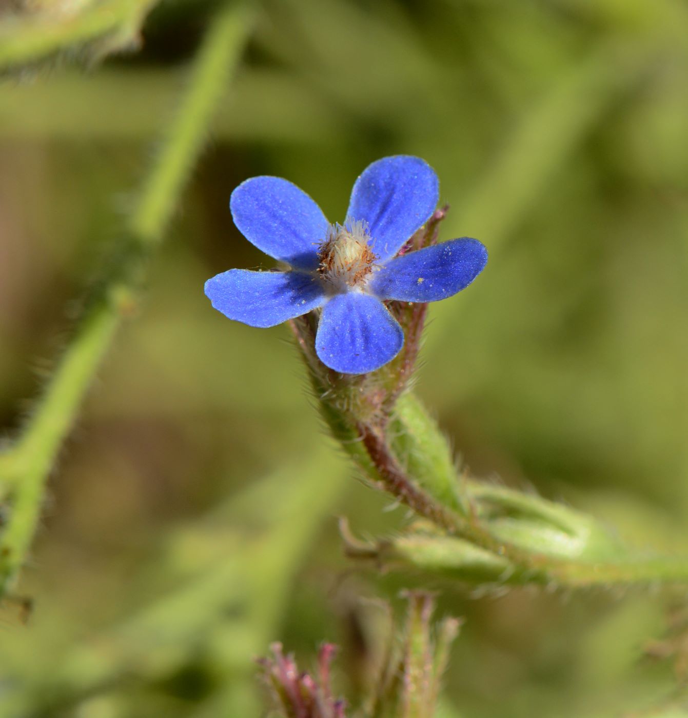 Изображение особи Anchusa azurea.