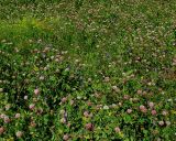 Trifolium hybridum