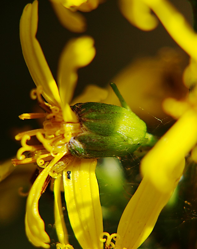 Изображение особи Ligularia jaluensis.