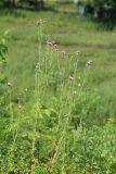 Carduus acanthoides. Цветущие растения. Приморский край, Партизанский городской округ, ст. Тигровый, откос железнодорожной насыпи. 01.08.2020.