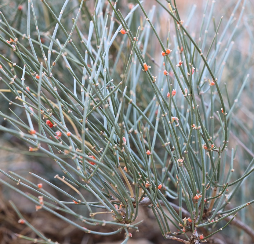 Image of Ephedra aurantiaca specimen.