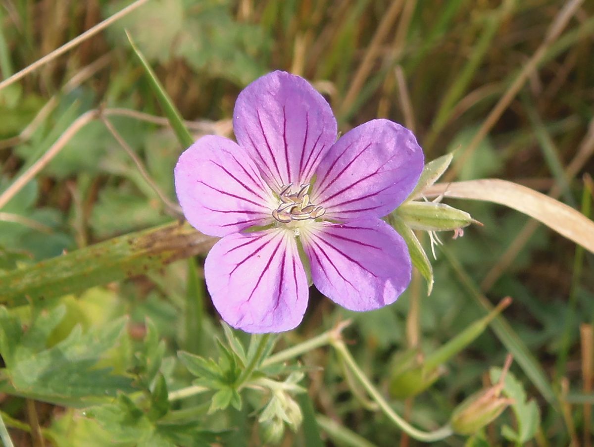 Image of Geranium collinum specimen.