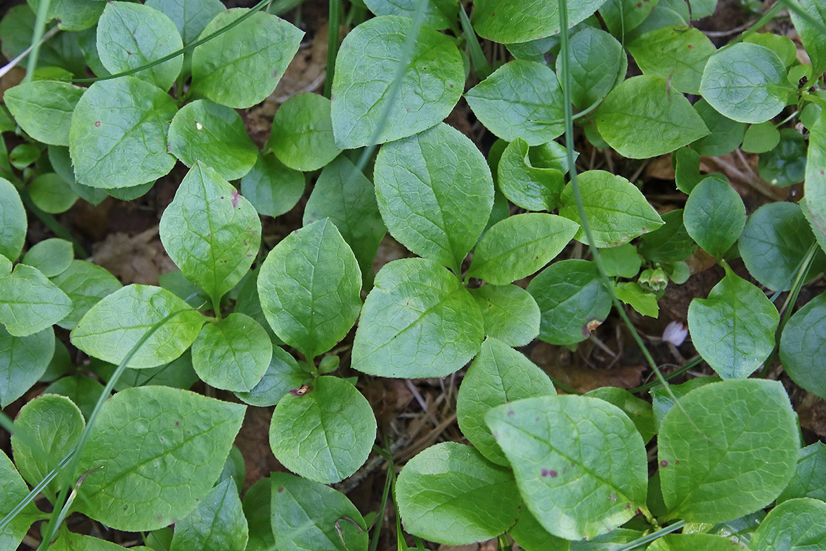 Image of Vaccinium praestans specimen.