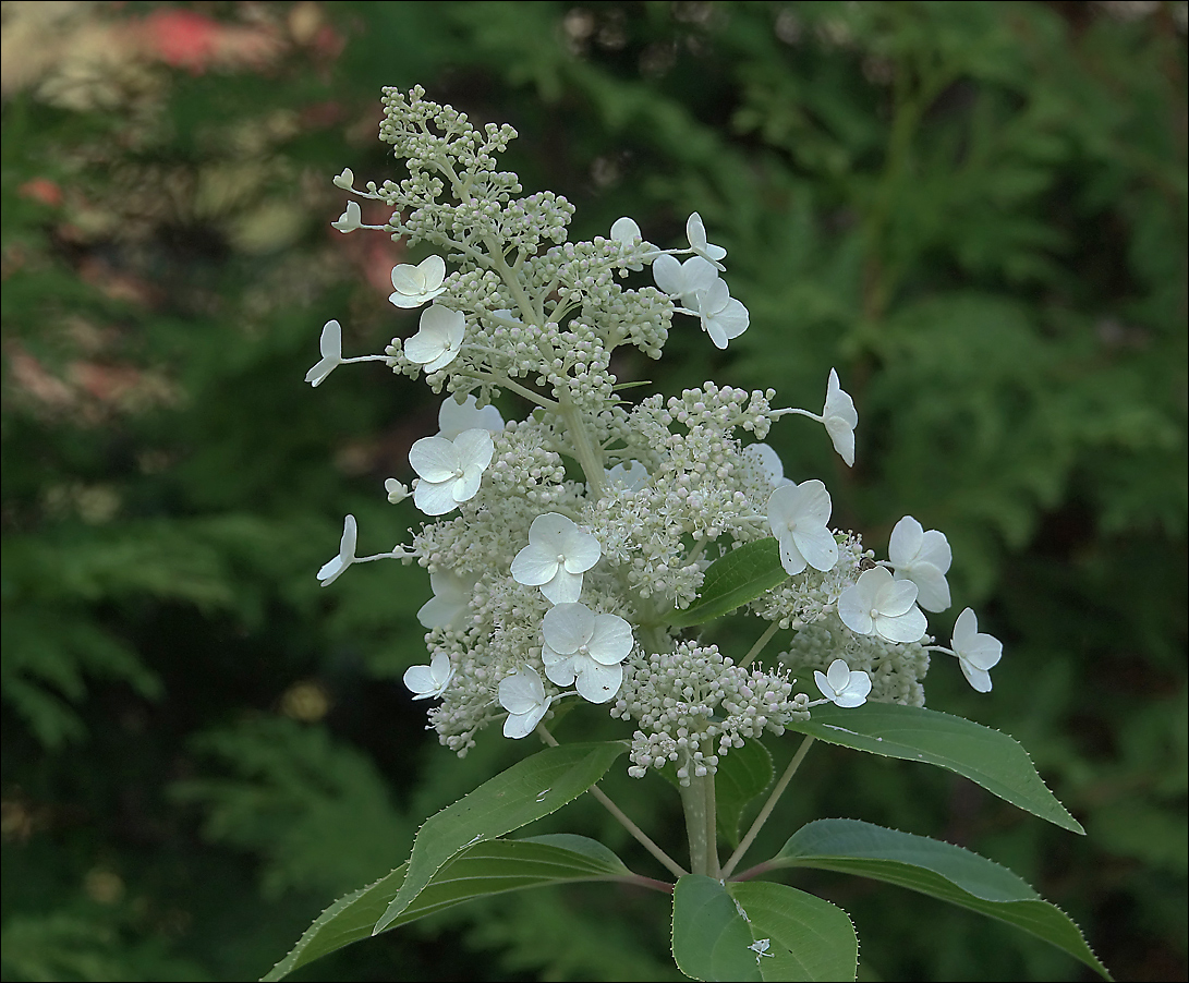 Image of Hydrangea paniculata specimen.