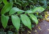 Smilacina racemosa